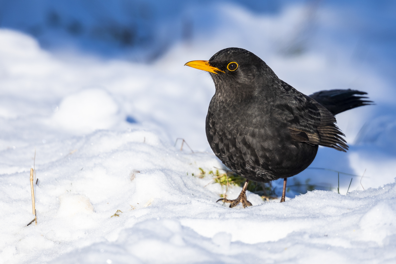 Das wir Herr Amsel...