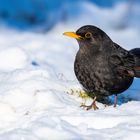 Das wir Herr Amsel...