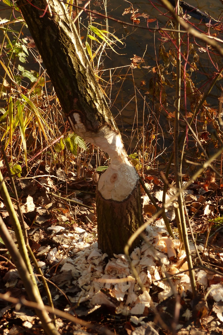 Das wird der 14. Baum sein, den der Biber an der Fährstraße in Hamm umsägt.