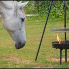 das wird doch wohl kein Pferdesteak ?