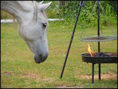 das wird doch wohl kein Pferdesteak ?