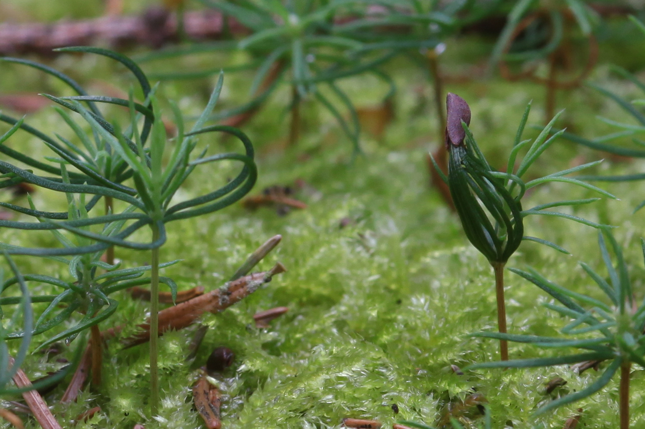 Das wird ein Baum