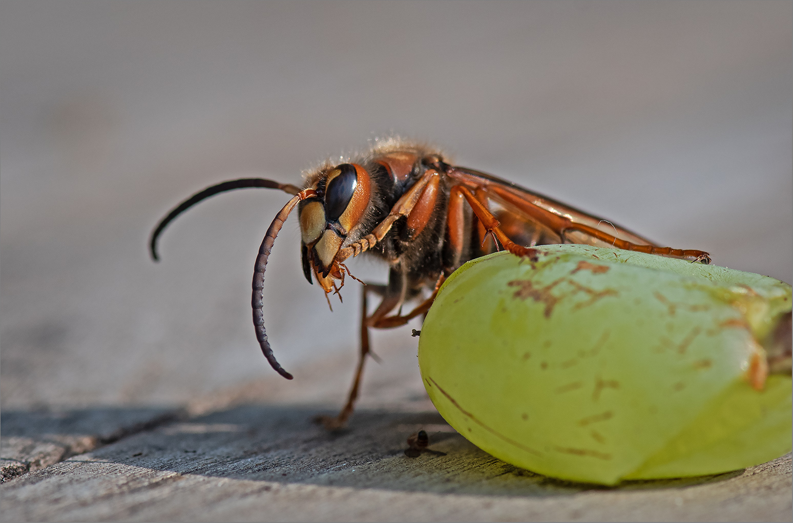 Das wird ein guter Jahrgang . . . Foto & Bild tiere, wildlife