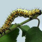 Das wird mal der Schmetterling