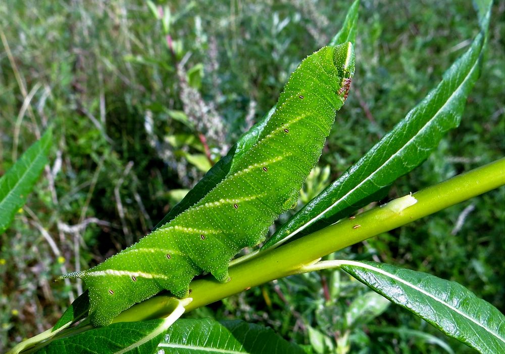 Das  wird mal ein Abendpfauenauge
