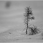 Das wird mal ein großer Baum....