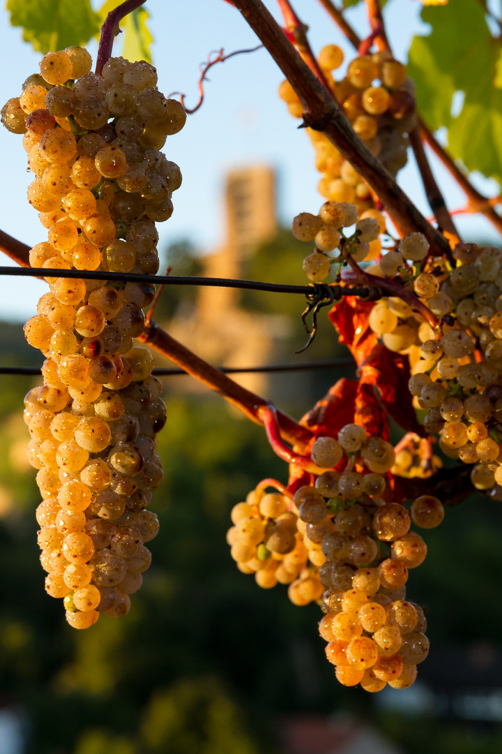 Das wird mal ein guter Rieslingschorle