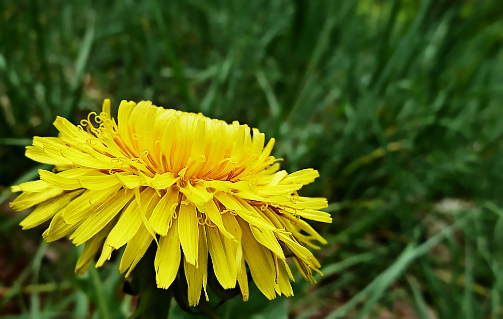 Das wird mal eine Pusteblume und ist mein Mittwochsblümchen.