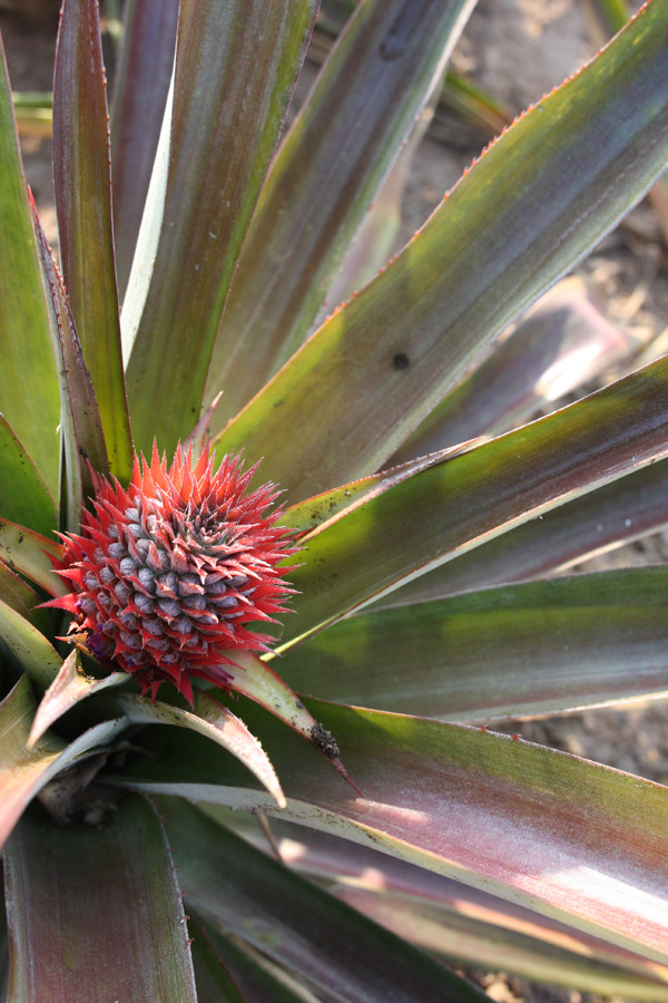 Das wird mal ne Ananas?