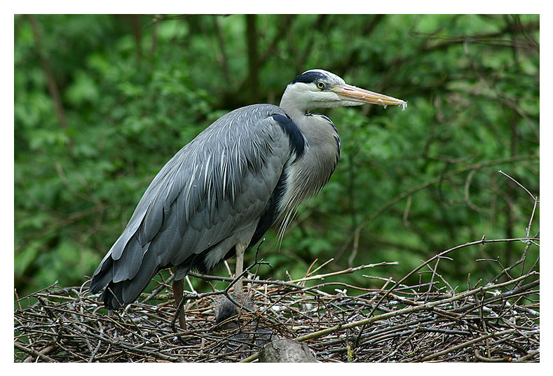 Das wird mein Nest!