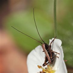 Das wird wohl die Larve einer Gemeinen Strauchschrecke sein (Phyllidoptera griseoaptera)