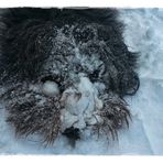 Das wirklich harte Winterdasein eines Langfellhundes
