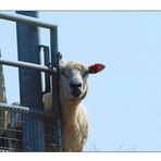 Das Wissen der Schafe…Verlustangst ist Glaube an Besitz