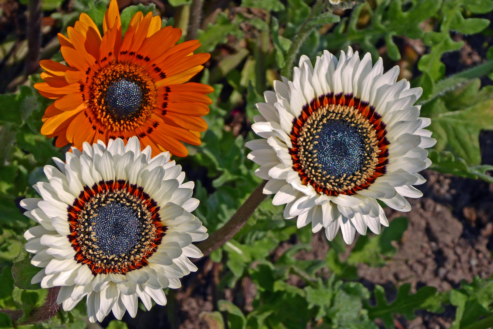 das Wochenendblümchen