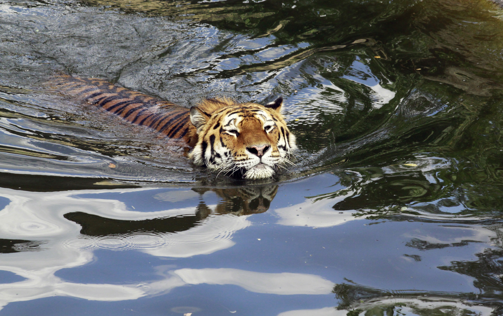 Das Wohlfühlgesicht oder - Amurtiger Altai im Kölner Zoo ..