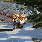 Das Wohlfühlgesicht oder - Amurtiger Altai im Kölner Zoo ..