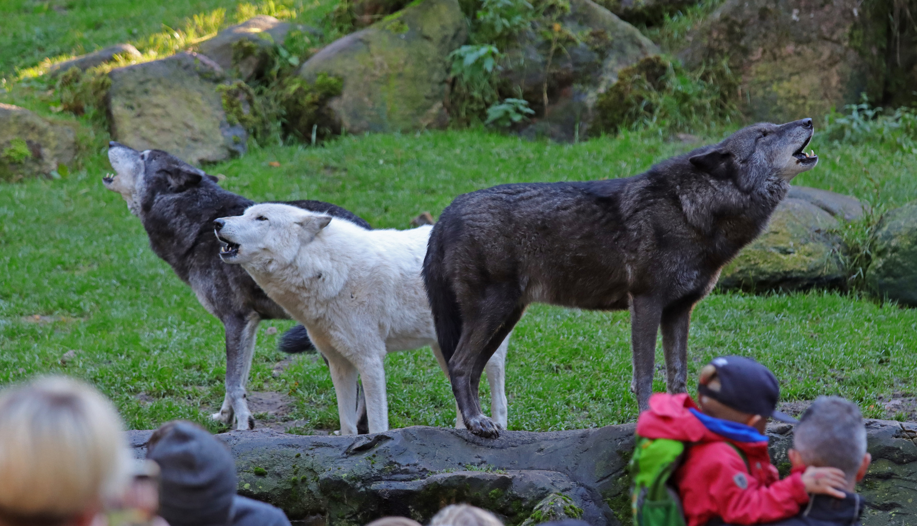 Das Wolfs Trio...