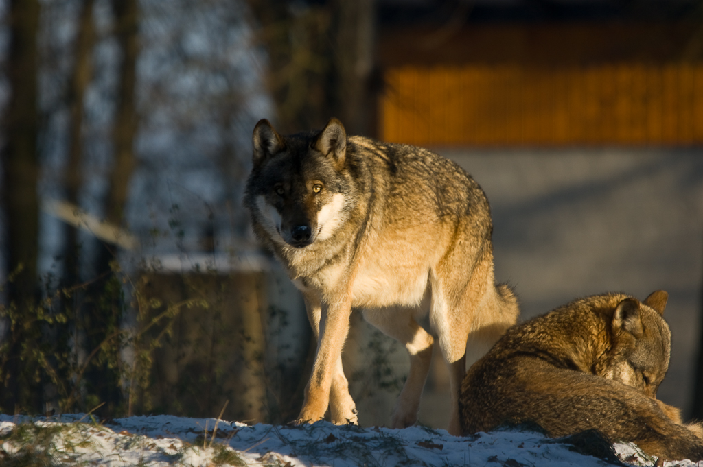 Das WolfsPaar