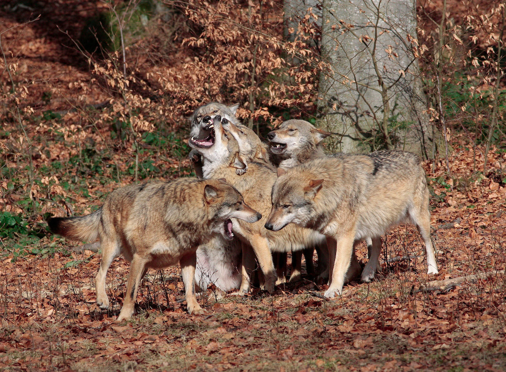 Das Wolfsrudel...