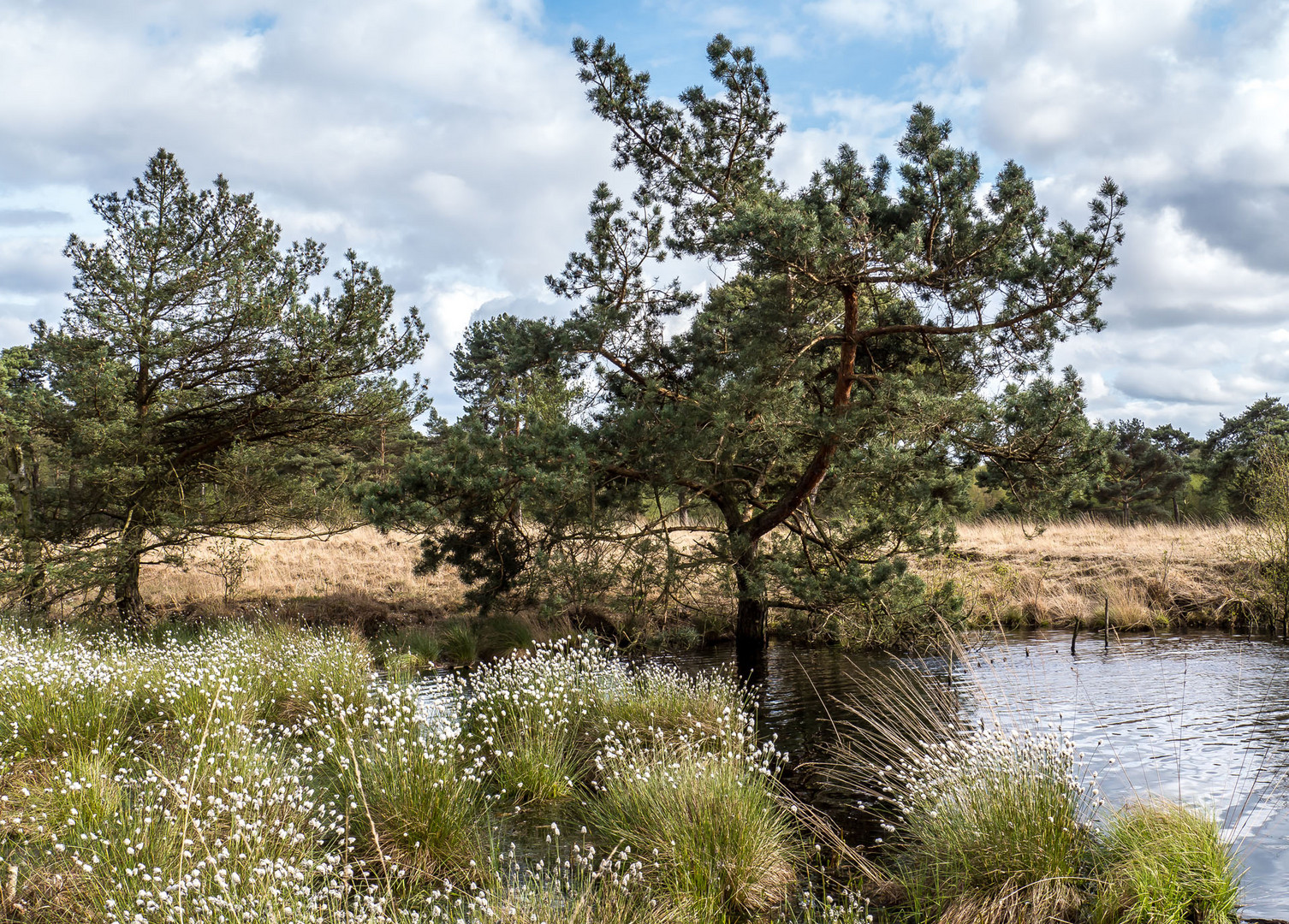 Das Wollgras blüht im Quelkhorner Moor