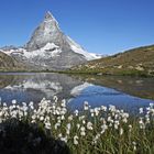 Das Wollgras zur Farbe des Hornes aller Hörner passend...