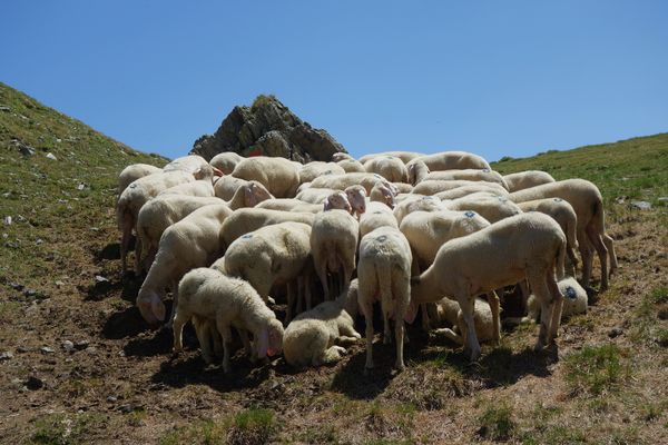 Das Wollknäuel am Luggauer Törl... ;-))