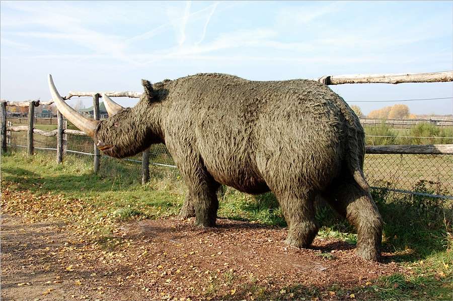 das Wollnashorn