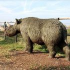 das Wollnashorn