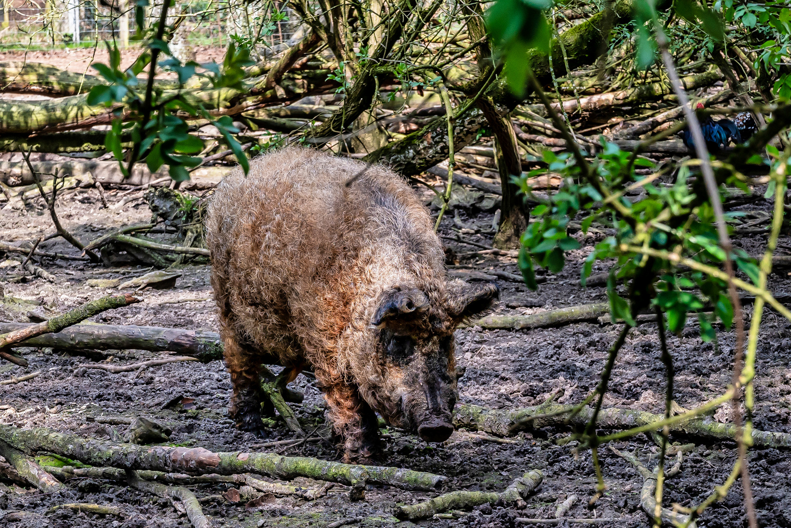 Das Wollschwein