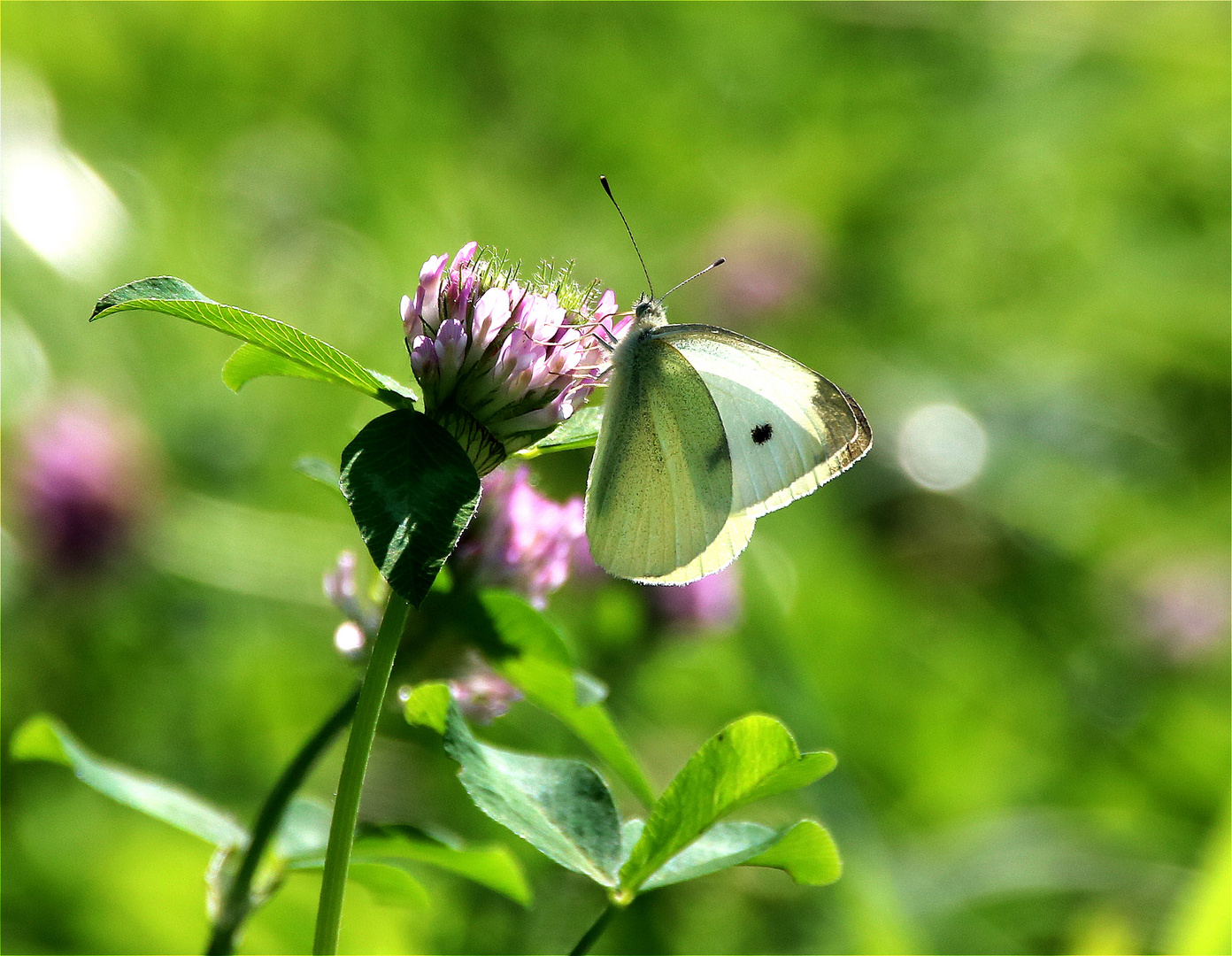 ° Das Wort des Sommer °