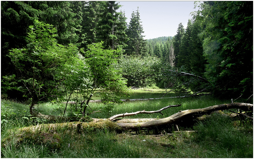 Das Wort für Welt ist Wald