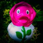Das Wort zum Sonntag: Rosen sind die schöneren Tulpen - Quak!