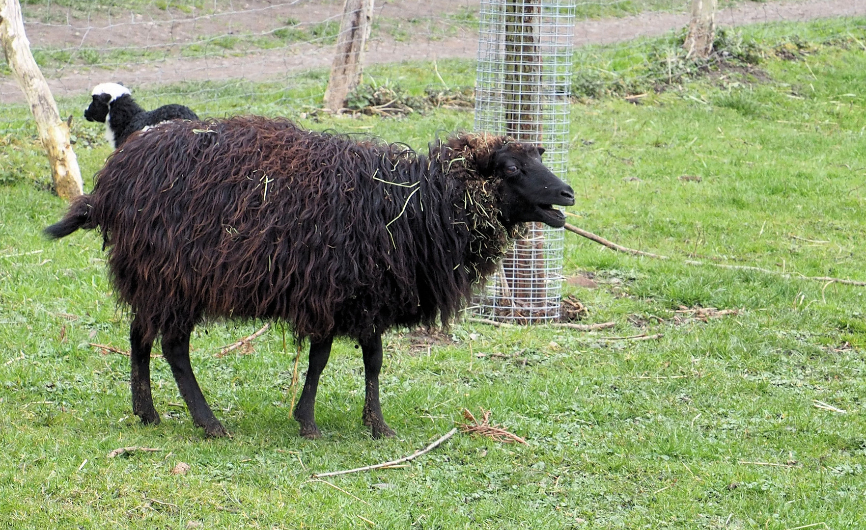 Das wütende Schaf .... 