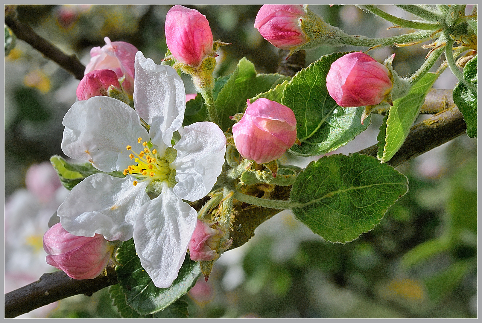 Das Wunder der Apfelblüte