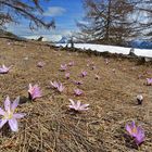 Das Wunder der Lichtblumen