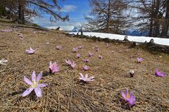 Das Wunder der Lichtblumen