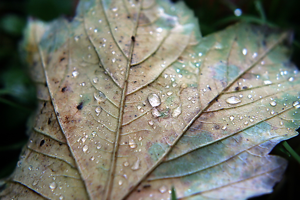 -Das Wunder der Natur-