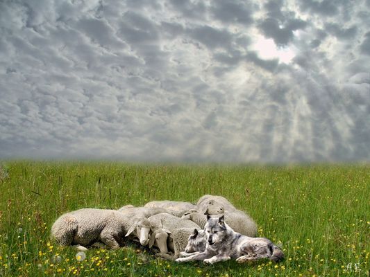 Das Wunder des Friedens 