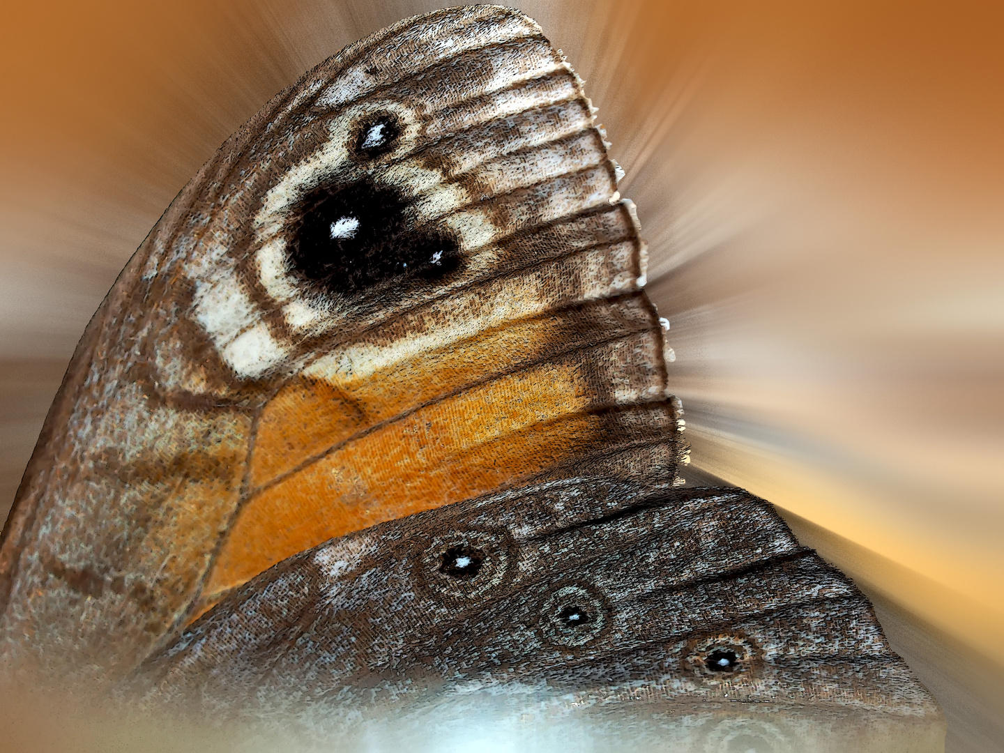 Das Wunder eines Schmetterlingsflügels! - Le miracle d'une aile de papillon...