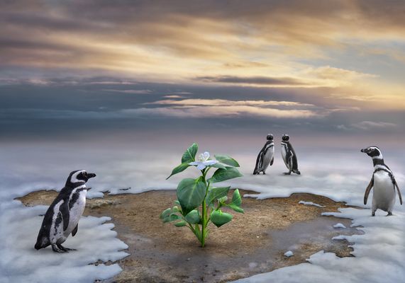 Das Wunder in der Antarktis