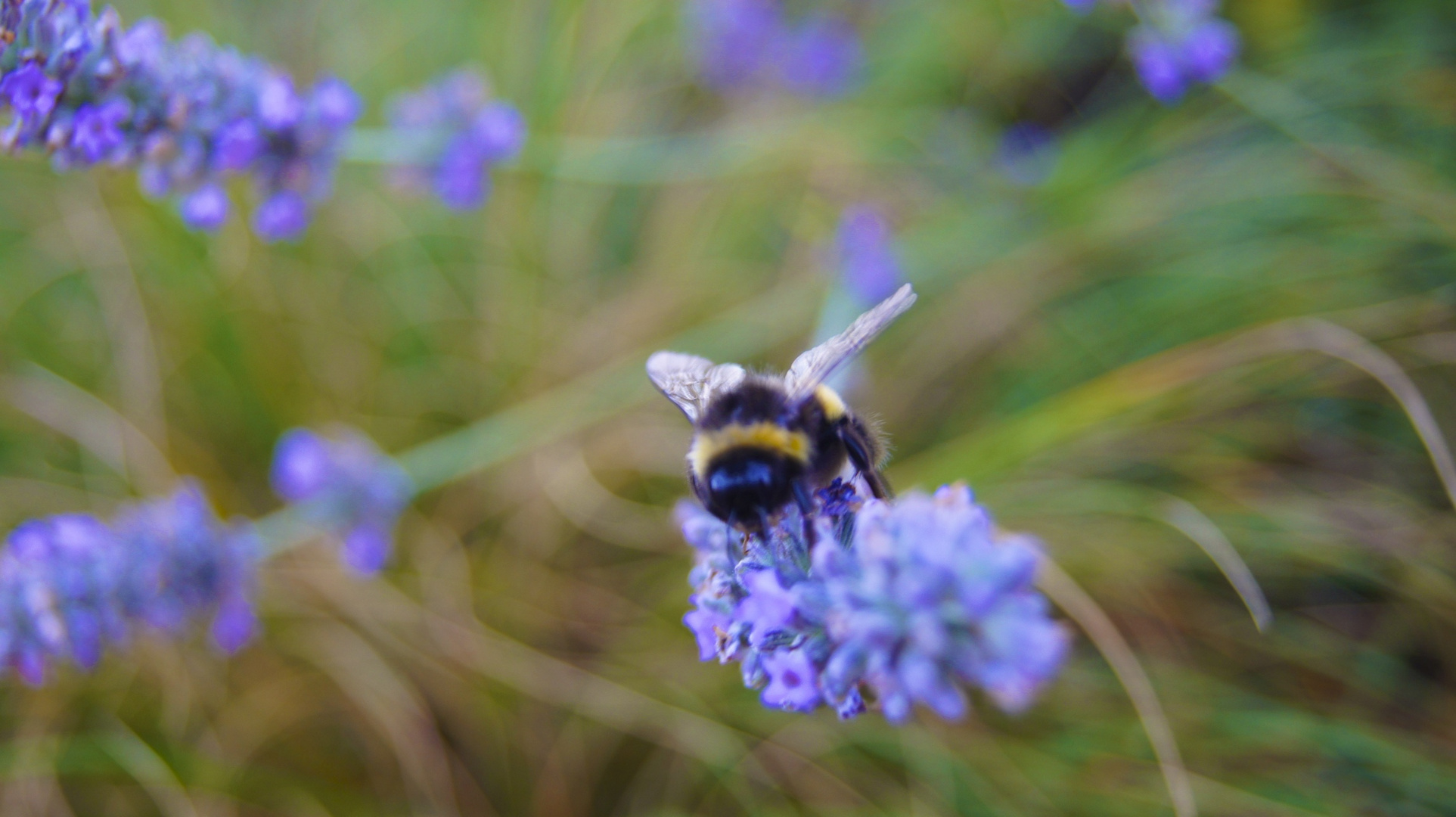 das wunder Natur