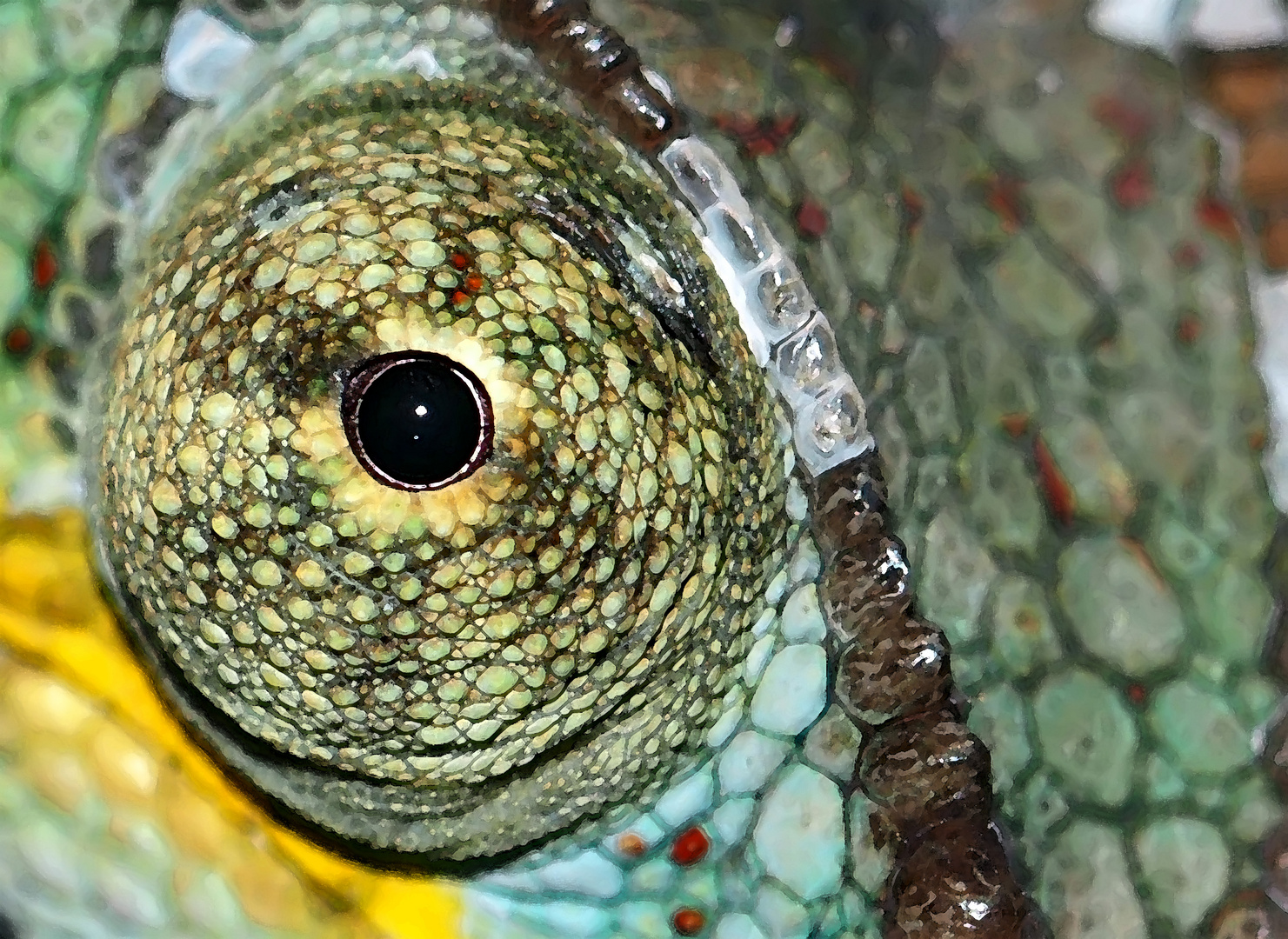 Das Wunderauge vom Pantherchamäleon! - L'oeil du caméléon Furcifer Pardalis!