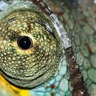 Das Wunderauge vom Pantherchamäleon! - L'oeil du caméléon Furcifer Pardalis!