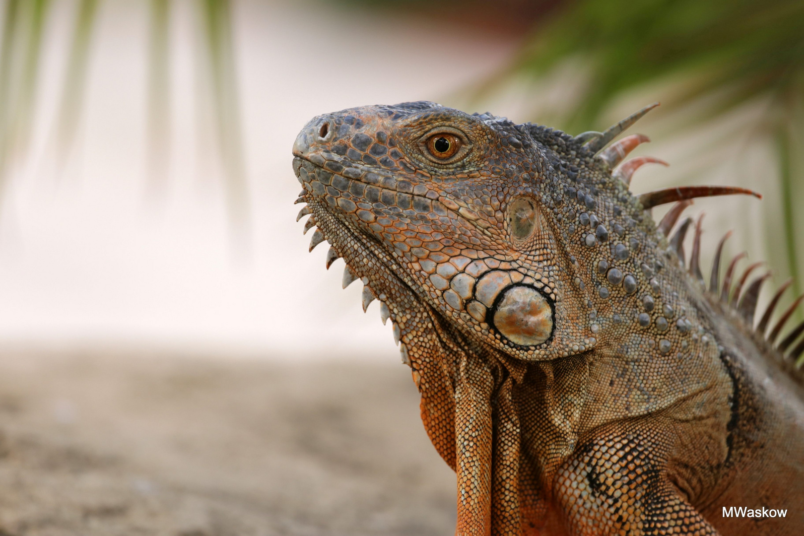 das wunderbae Wesen  - Leguan