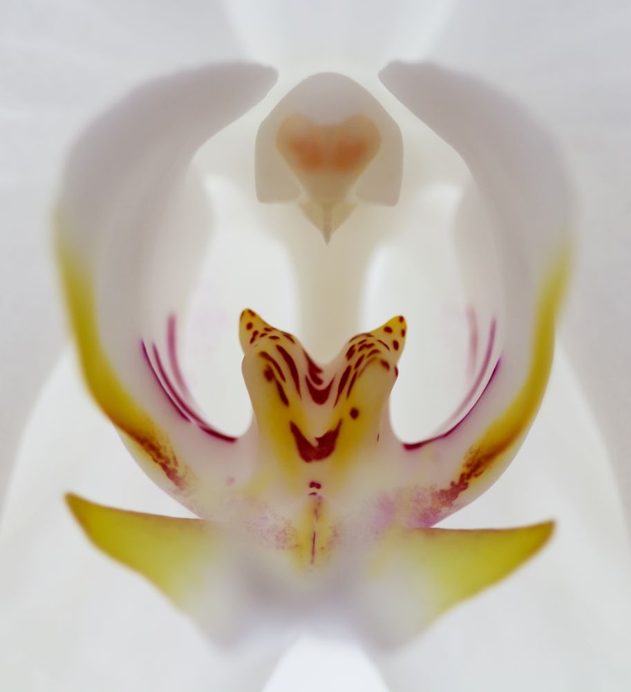 Das wunderbare Innenleben der Orchidee
