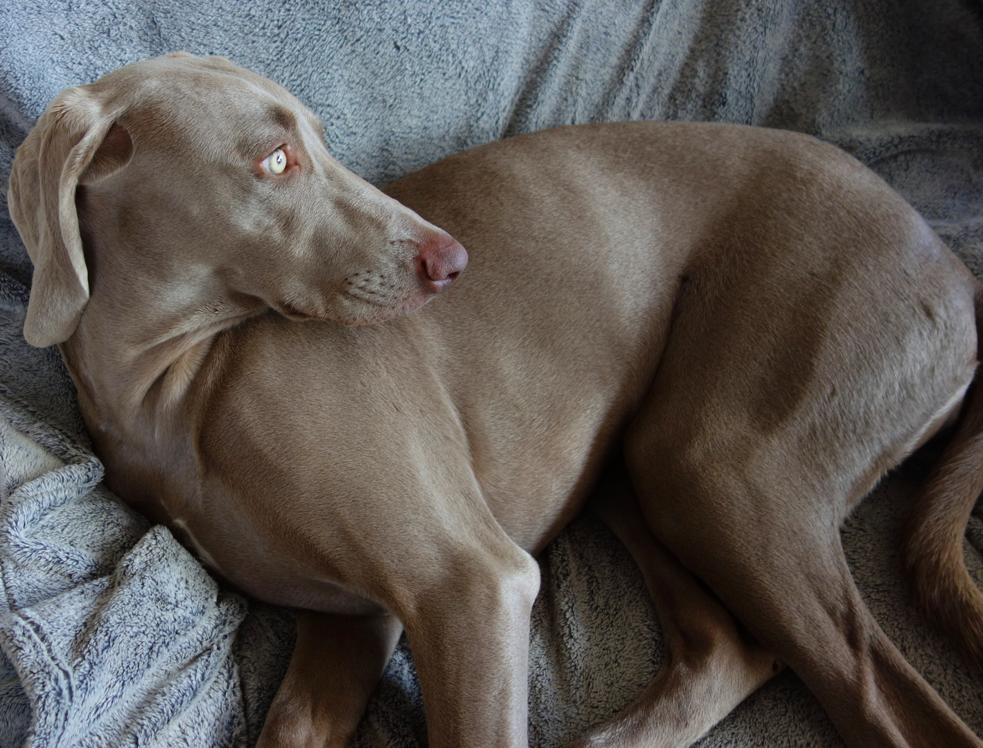 Das wundersame Auge des Weimaraners