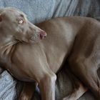 Das wundersame Auge des Weimaraners