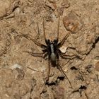 Das wunderschön kontrastreiche, 5 mm lange  Männchen der "Trauer-Wolfsspinne", ...