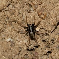 Das wunderschön kontrastreiche, 5 mm lange  Männchen der "Trauer-Wolfsspinne", ...