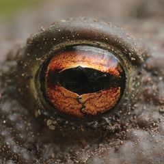 Das wunderschöne Auge der Erdkröte (Bufo bufo), ...